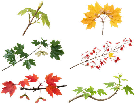 A diverse collection of maple leaves, branches, bark, buds, and samaras showing different species and seasonal colors.
