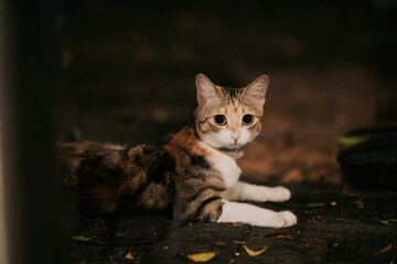 Calico cat sitting on stone ground outdoors © Nori