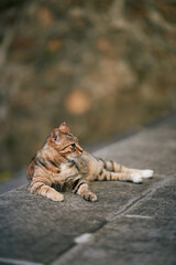 Tabby cat lying on stone ledge © Nori