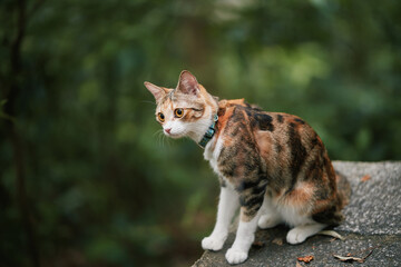Calico cat sitting on stone wall in garden © Nori