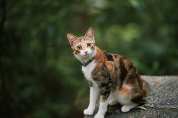 Calico cat sitting on stone wall outdoors © Nori