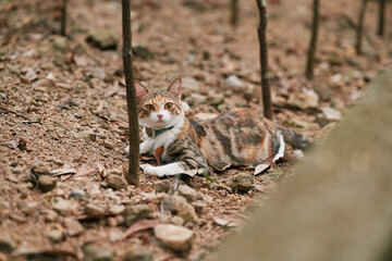 Calico cat lying on dirt ground in garden © Nori