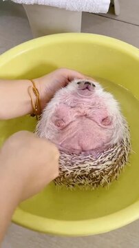 A cute small hedgehog getting a gentle bath in a yellow basin
