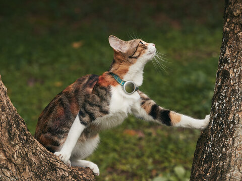 Calico cat climbing tree in garden