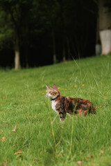 Tabby cat walking in green grass field © Nori