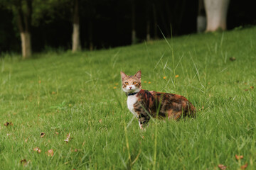 Calico cat standing in green grass field © Nori