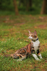 Tabby cat sitting on grass in garden © Nori