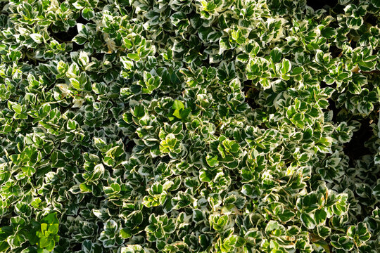 Variegated Euonymus shrub with green and white foliage, ornamental evergreen plant used for landscaping and garden design