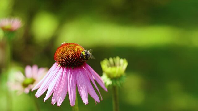 4K Slow motion video of a fluffy bumblebee sitting and collecting pollen on a pink echinacea flower. Close up macro shot of an insect pollinating a purple coneflower in a sunny summer garden.