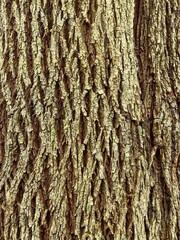 Obraz premium Full frame natural tree bark texture background with deep rough grooves