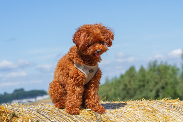 Toy Poodle sitting on a hay bale under blue summer sky in the countryside   Pudel miniaturowy siedzący na beli siana pod błękitnym, letnim niebem na wsi © Adrian White