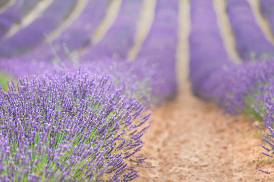 Rows of lavender flowers at sunset. Wonderful violet nature landscape