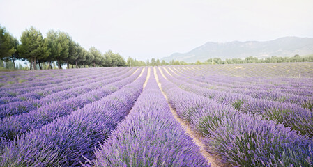 Obraz premium Sunset over a summer lavender field. Landscape with rows of lavender