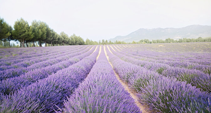 Sunset over a summer lavender field. Landscape with rows of lavender