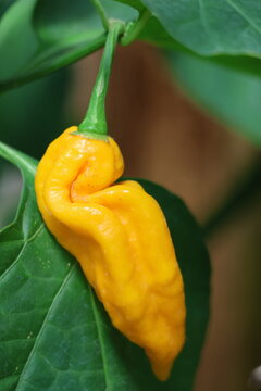 Piment jaune frip&eacute; Capsicum chinense m&ucirc;rissant sur la plante