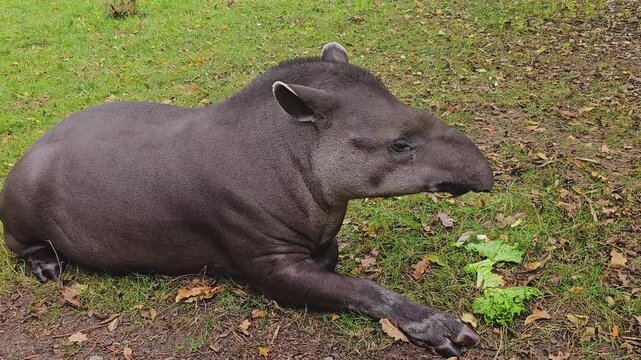 Close up of a gray tapir resting around a meadow on a cloudy day