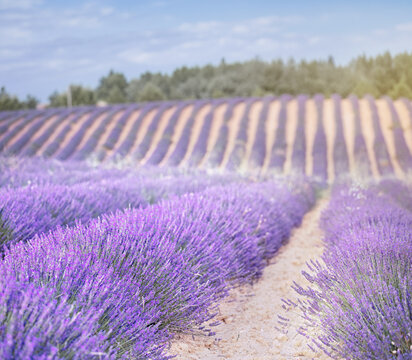 Rows of lavender flowers at sunset. Wonderful violet nature landscape