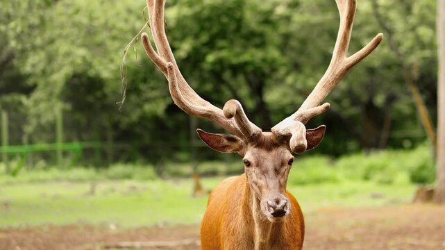 4K Slow motion video of a funny red deer stag showing tongue. Close up front portrait of a majestic male buck with big velvet antlers looking directly into camera on a sunny summer day in a park.