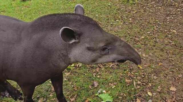 Close up of a gray tapir standing around a meadow on a cloudy day