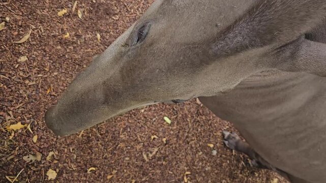 Close up of a gray tapir standing around a meadow on a cloudy day