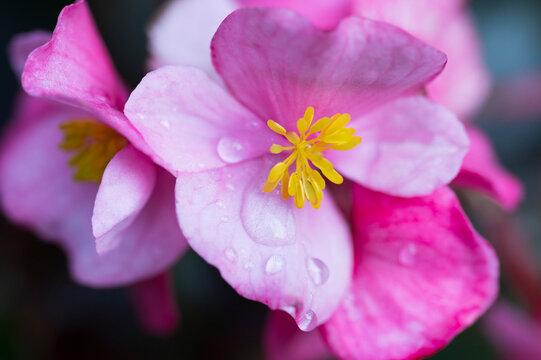 Pink Begonia Flower with Dew Drops Macro