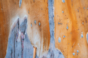 Textura abstracta de corteza de árbol con madera descascarada en tonos marrón y gris para fondo natural © Manuela
