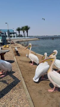 Great white pelicans at the Walvis Bay waterfront in Namibia.