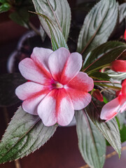 Las flores son plantas maravillosas © Alexis Ayala