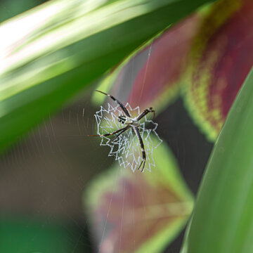 La ara&ntilde;a de cuatro patas es muy grande