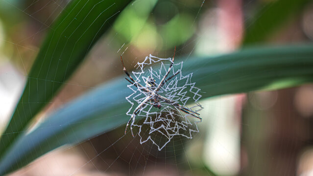 La ara&ntilde;a es enorme y tiene patas largas