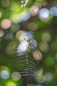 La ara&ntilde;a tiene patas largas