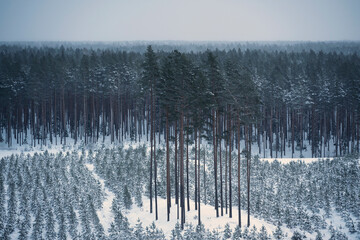 Fototapeta premium Snowy winter landscape in forest during sunrise, snow covered trees in detail