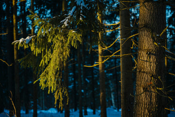 Fototapeta premium Snowy winter landscape in forest during sunrise