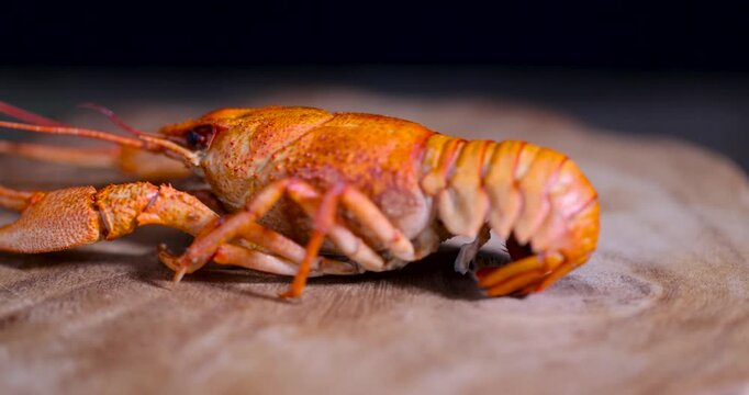 Ready-made orange crayfish on a rustic wooden background, the carcass of one ready-made crayfish with long whiskers on a cutting board indoors