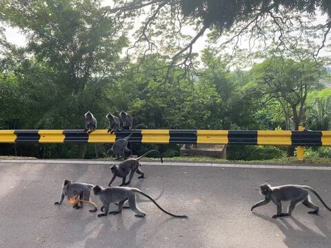 Troop of silver langurs (silvery lutungs) walking and sitting on asphalt road and yellow-black barrier in a lush green forest. Wild primates in natural roadside habitat.