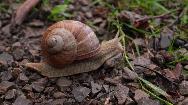 A close-up shot of a common garden snail slowly moving across a damp, rocky path. The mollusk's intricately coiled shell and delicate antennae are visible in this peaceful scene.