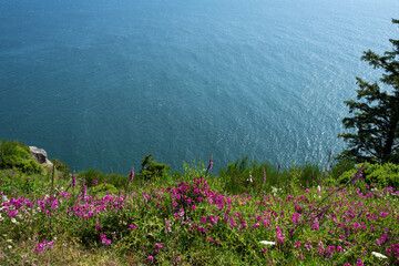 Scenic Oregon coastline from wildflower covered headland bluff, Cape Meares State Scenic Viewpoint, Three Capes Scenic Loop, summer vacation road trip on the Oregon Coast  © knelson20