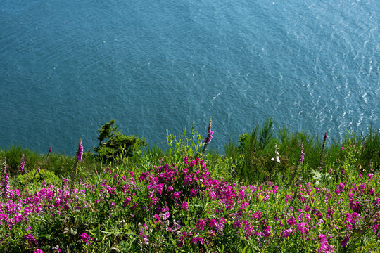 Scenic Oregon coastline from wildflower covered headland bluff, Cape Meares State Scenic Viewpoint, Three Capes Scenic Loop, summer vacation road trip on the Oregon Coast
