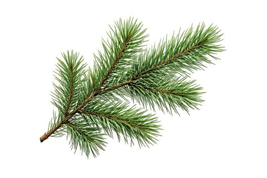 Green pine branch isolated white