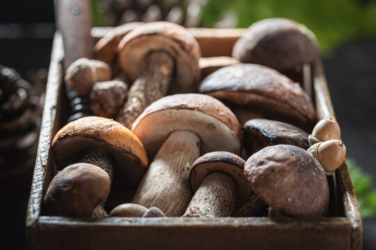 Fresh and wild mushrooms ready to prepare a meal.