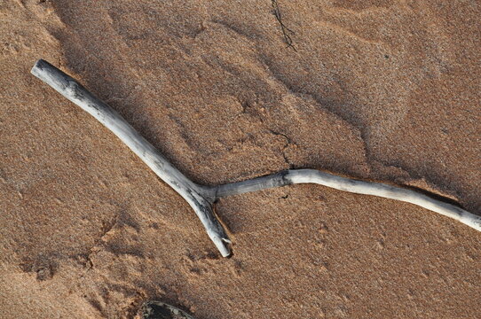 White Driftwood Branch Resting on Rippled Beach Sand Texture