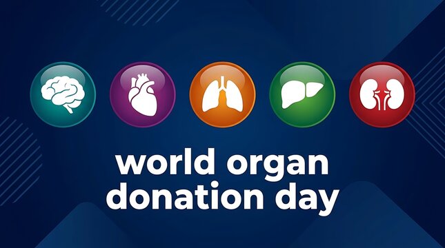 World Organ Donation Day Awareness with Human Organs.