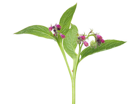 Comfrey fresh plant with flowers and leaves isolated on white, Symphytum officinale