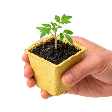 Hand holding a small green tomato seedling in a biodegradable yellow pot filled with dark soil PNG Isolated on transparent background