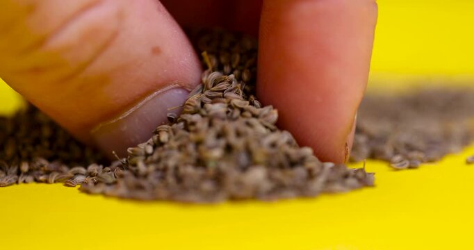 Natural brown parsley seeds heap under person fingers, culinary dry herbal parsley   grain spice ingredients scattered on yellow desk