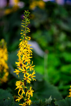 Tall yellow ligularia flower spike blooming with bumblebee in lush green garden