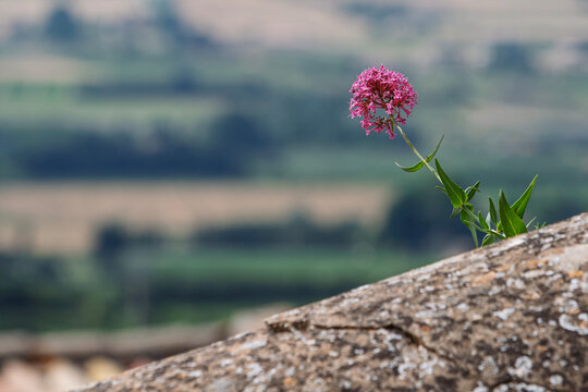 Rote Spornblume (Centranthus ruber) w&auml;chst aus einer Mauer