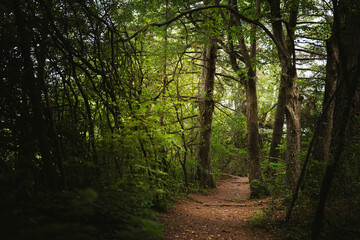 Obraz premium Vermont forest bathing hiking trail in Middlebury, a mindful practice site immersing senses in wooded environment