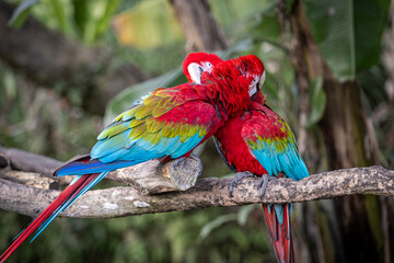 Pair of colorful macaws preening each other on a branch © 柏佑 鄧