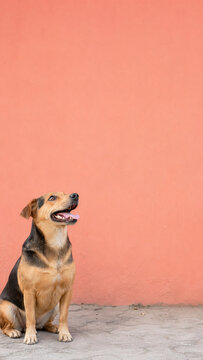 Cheerful mixed breed dog sitting on a concrete floor against a warm coral wall, looking upward with ample copy space.